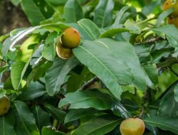 Bisbul, Buah Mentega yang Kian Langka tapi Kaya Manfaat