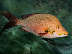 Genera in the family Lutjanidae