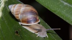 Gastropoda: Si Kecil Bertubuh Lunak dengan Peran Besar di Alam