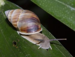 Gastropoda: Si Kecil Bertubuh Lunak dengan Peran Besar di Alam