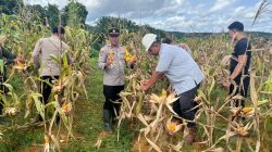 Polsek Kahut Panen 1 Ton Jagung, Bukti Nyata Dukungan Polri untuk Ketahanan Pangan Nasional