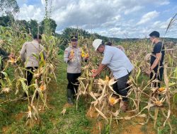 Polsek Kahut Panen 1 Ton Jagung, Bukti Nyata Dukungan Polri untuk Ketahanan Pangan Nasional